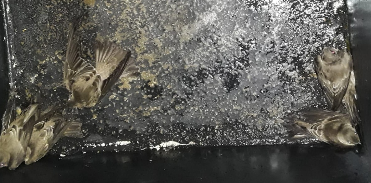 Deducirán responsabilidades a personas que están maltratando aves en La Gran Vía deduciran-responsabilidades-a-personas-que-estan-maltratando-aves-en-la-gran-via