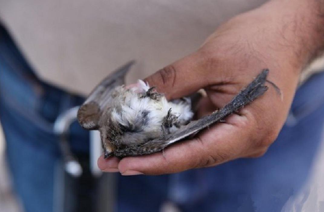 Iniciarán proceso sancionatorio contra La Gran Vía por maltrato de aves iniciaran-proceso-sancionatorio-contra-la-gran-via-por-maltrato-de-aves